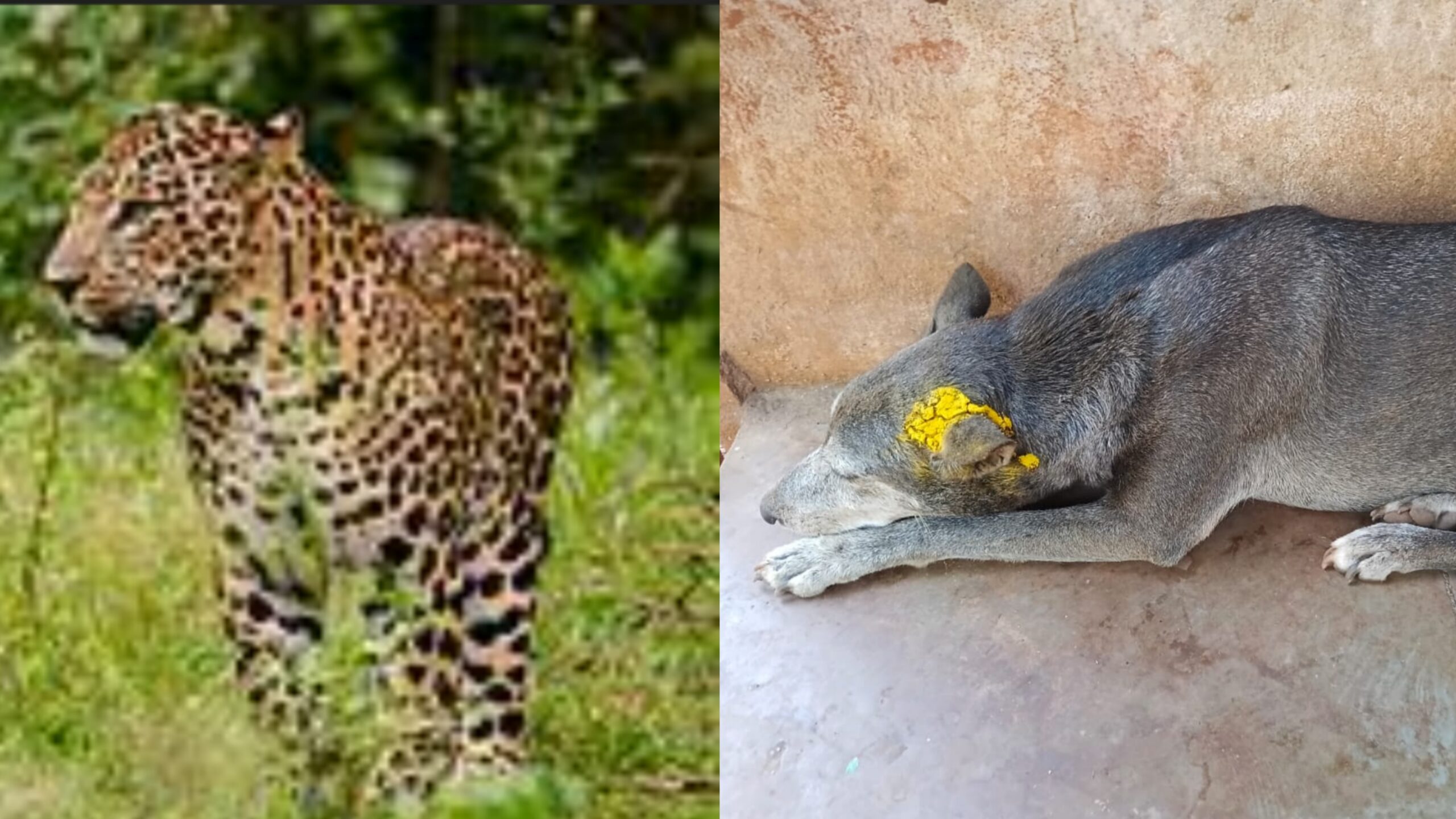 तळवली बौद्धवाडीत बिबट्याचा मुक्त संचार; शेतकरी राजाराम जाधव यांच्या पाळीव कुत्रीवर हल्ला